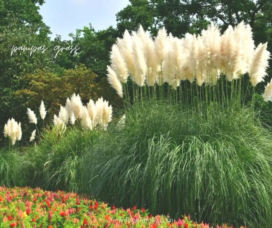 #6. Pampas grass (Cortaderia selloana)