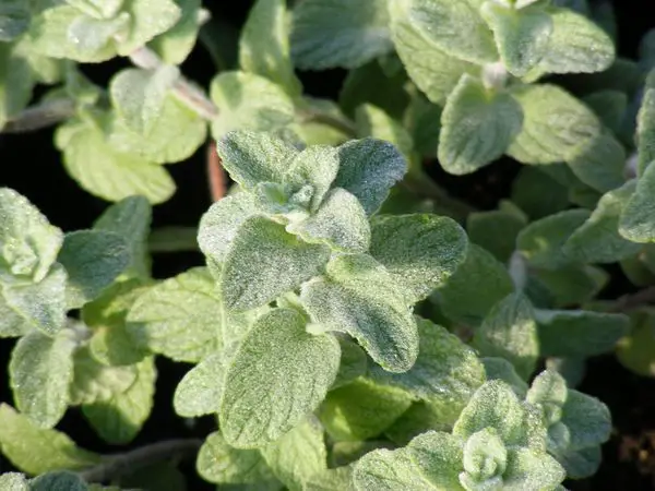 Oregano Za’atar, Origanum Syriaca