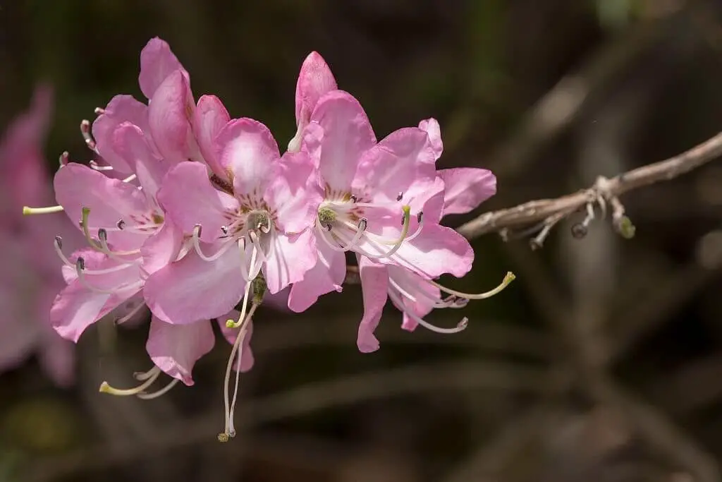 Pink-Shell Azalea (Rhododendron Vaseyi)