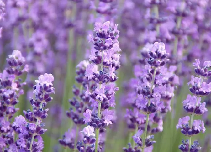 Betty’s Blue (Lavandula angustifolia ‘Betty’s Blue’)