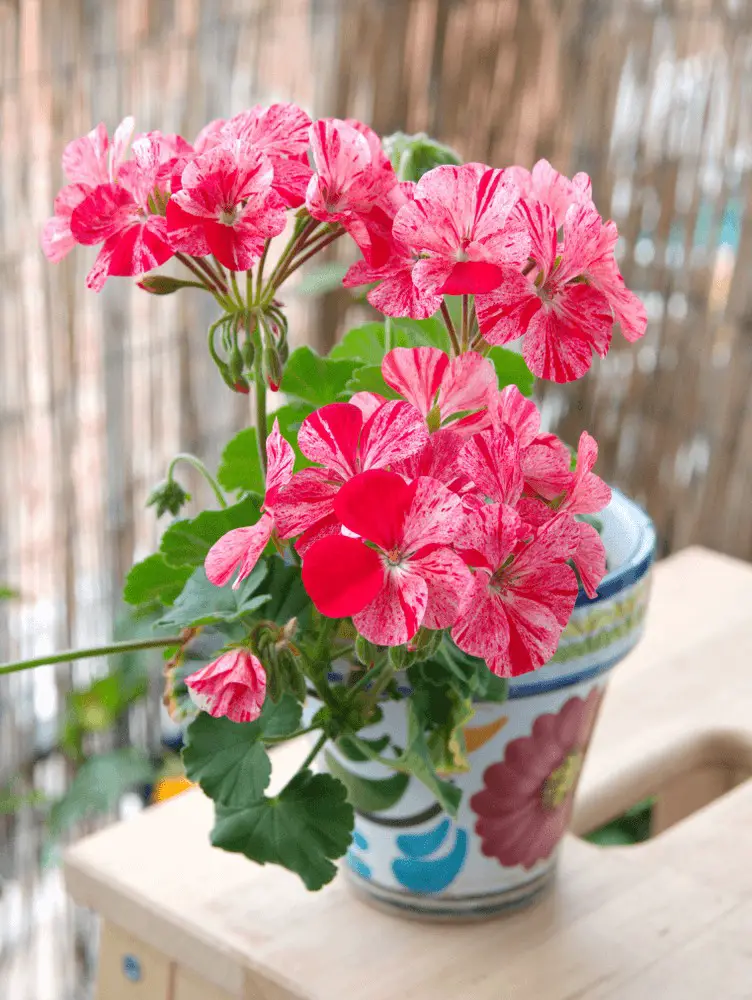 Geraniums