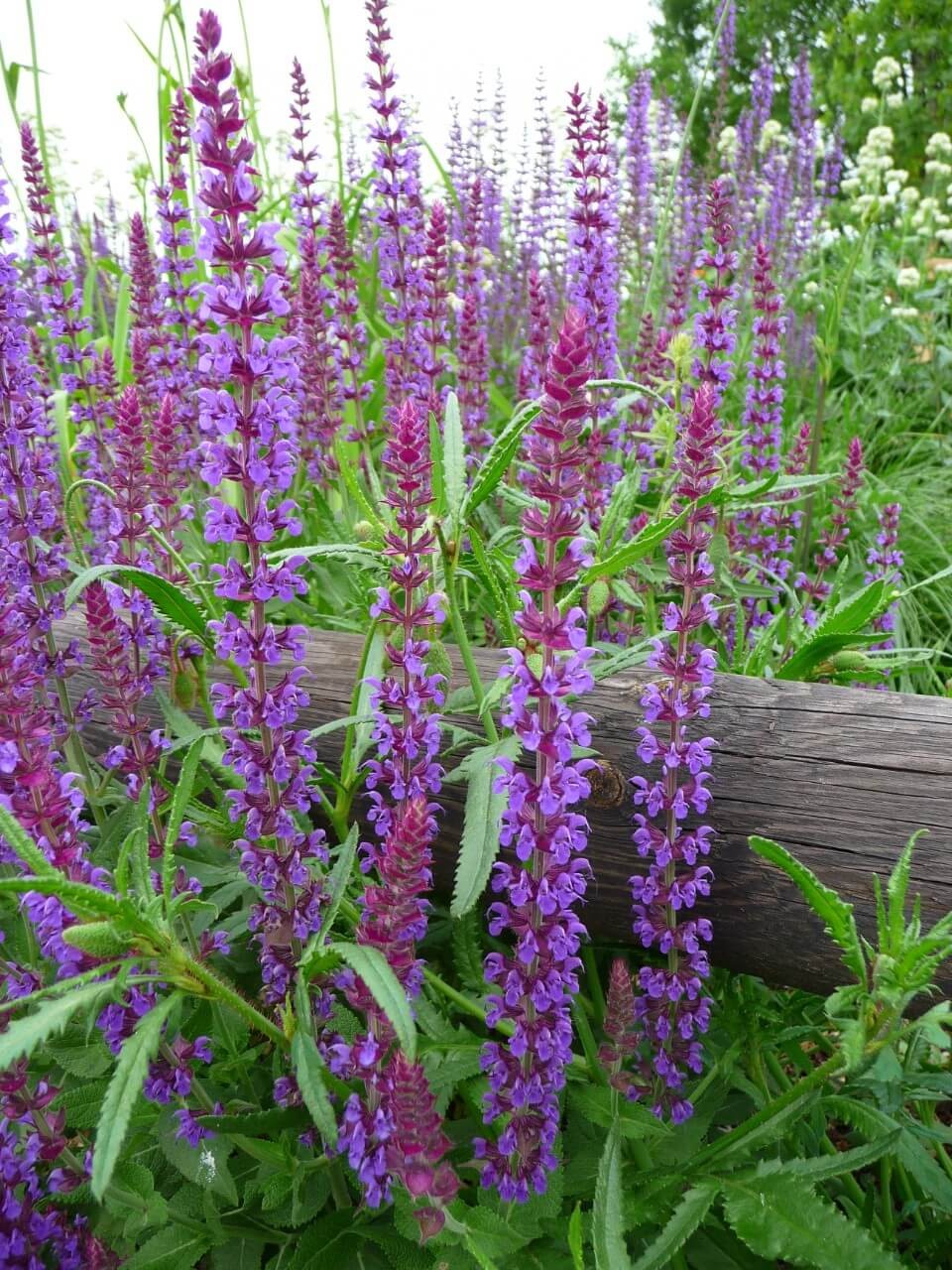 Wood Sage Cultivars as Nectar-Rich Plants