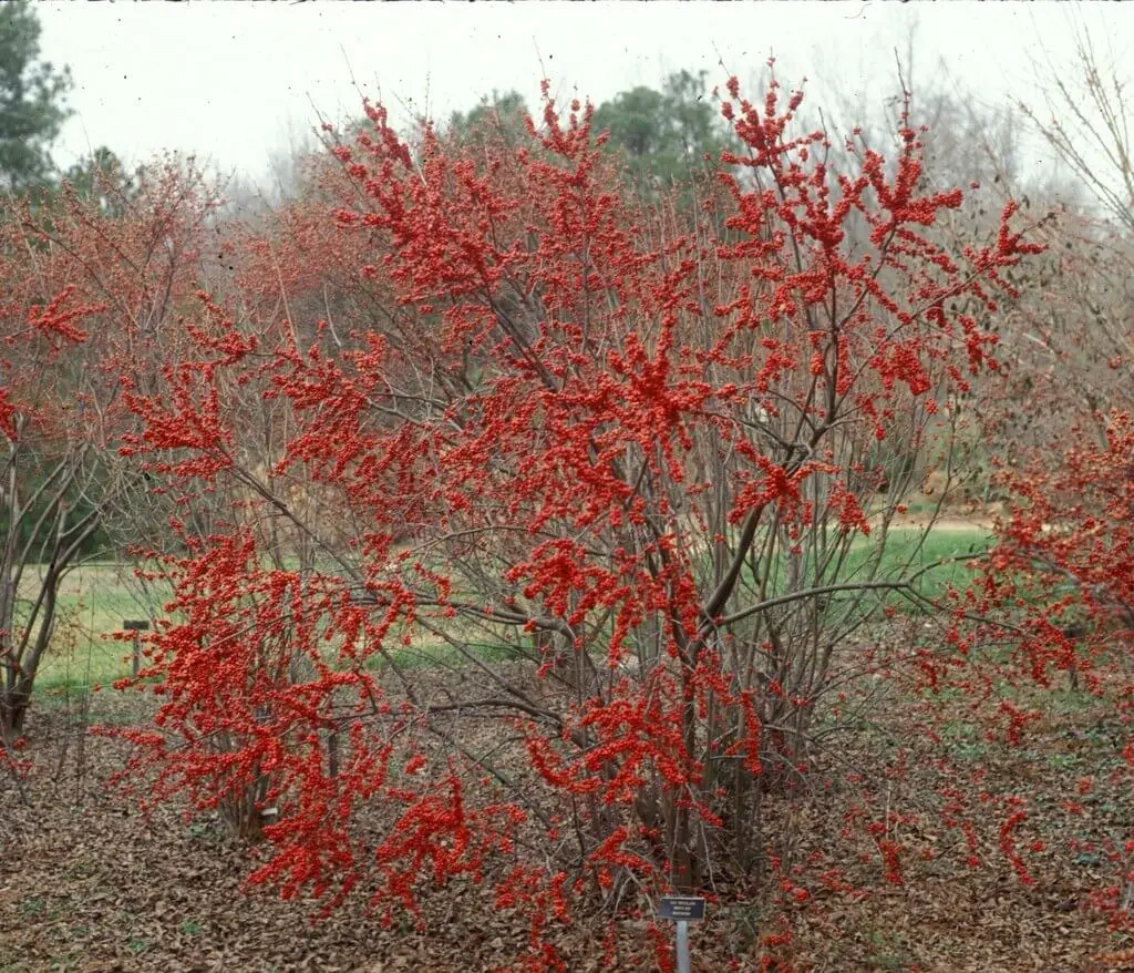 Common Winterberry (Ilex verticillata)