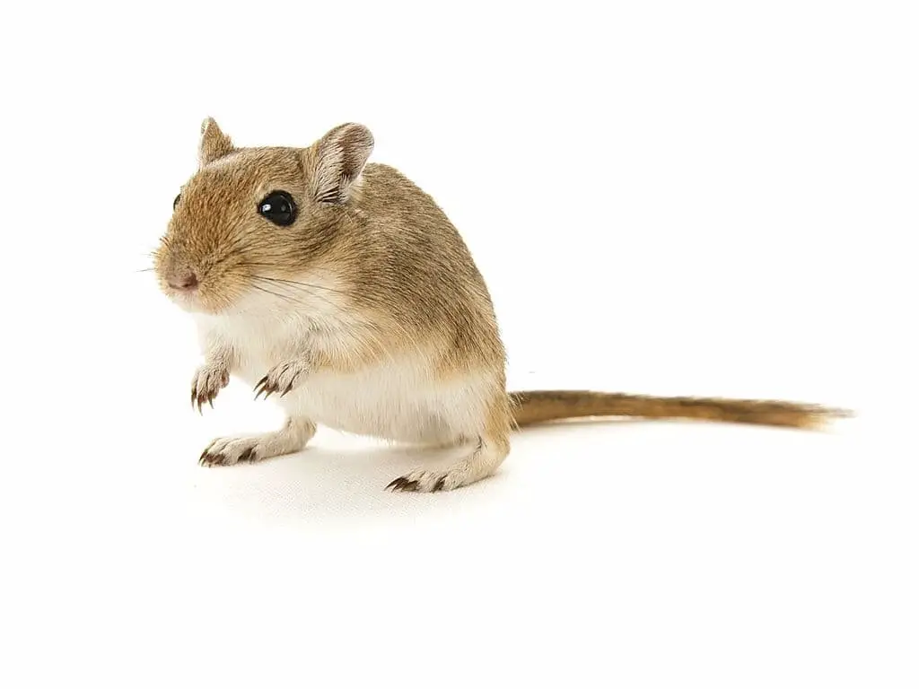 Gerbil