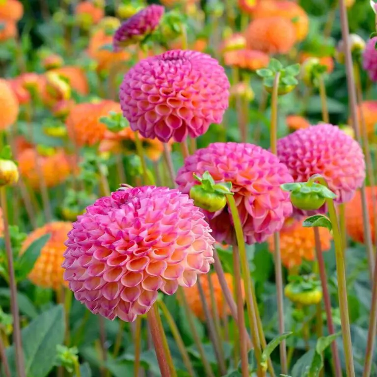 Fall Perennials For A Splendid Array Of Flowers