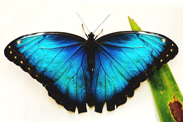 Black and blue butterfly meaning