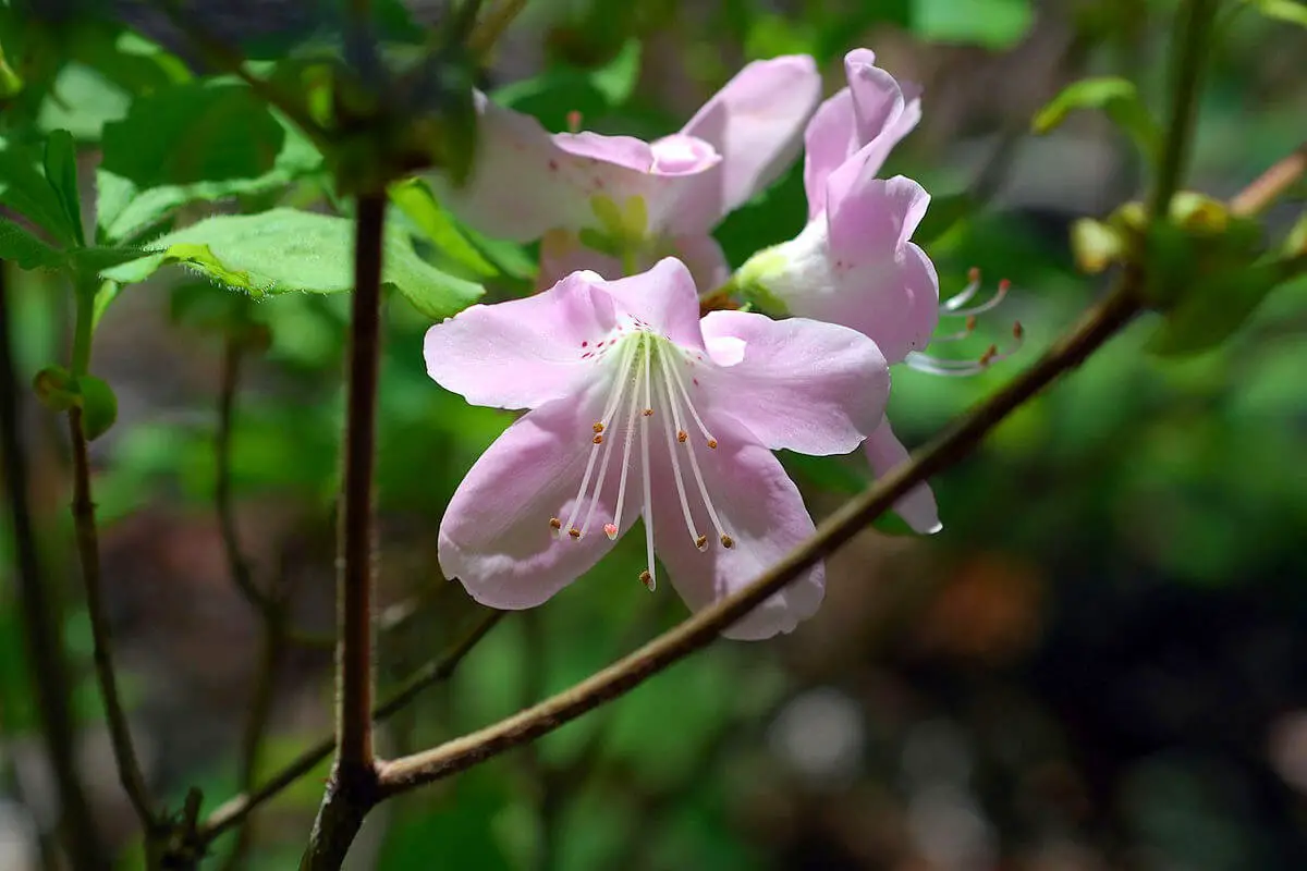 Royal Azalea (Rhododendron Schlippenbachii)