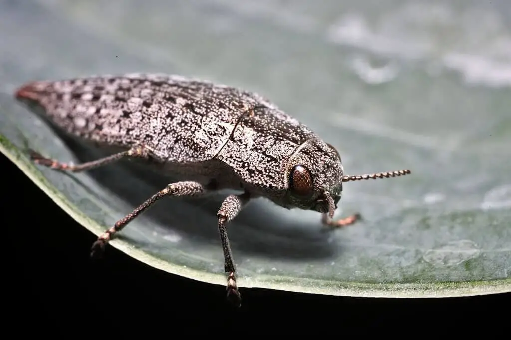 Wood-Boring Beetles