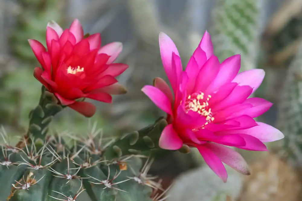 Dwarf Chin Cactus (Gymnocalycium baldianum)