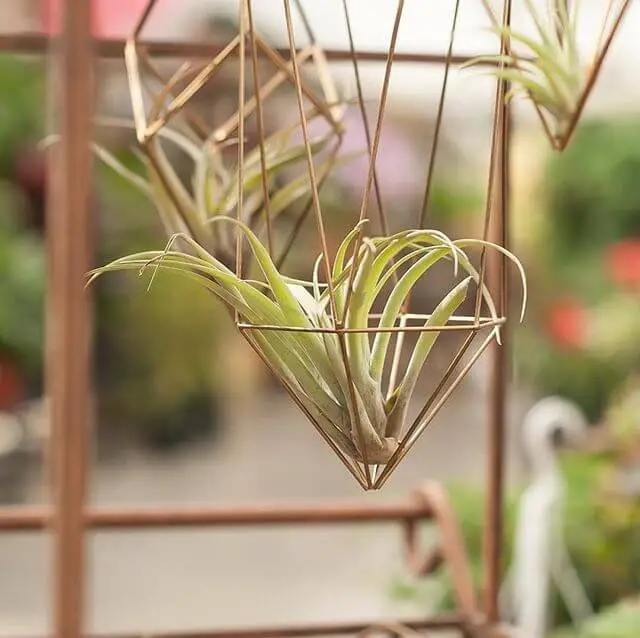 Elegant hanging air plant