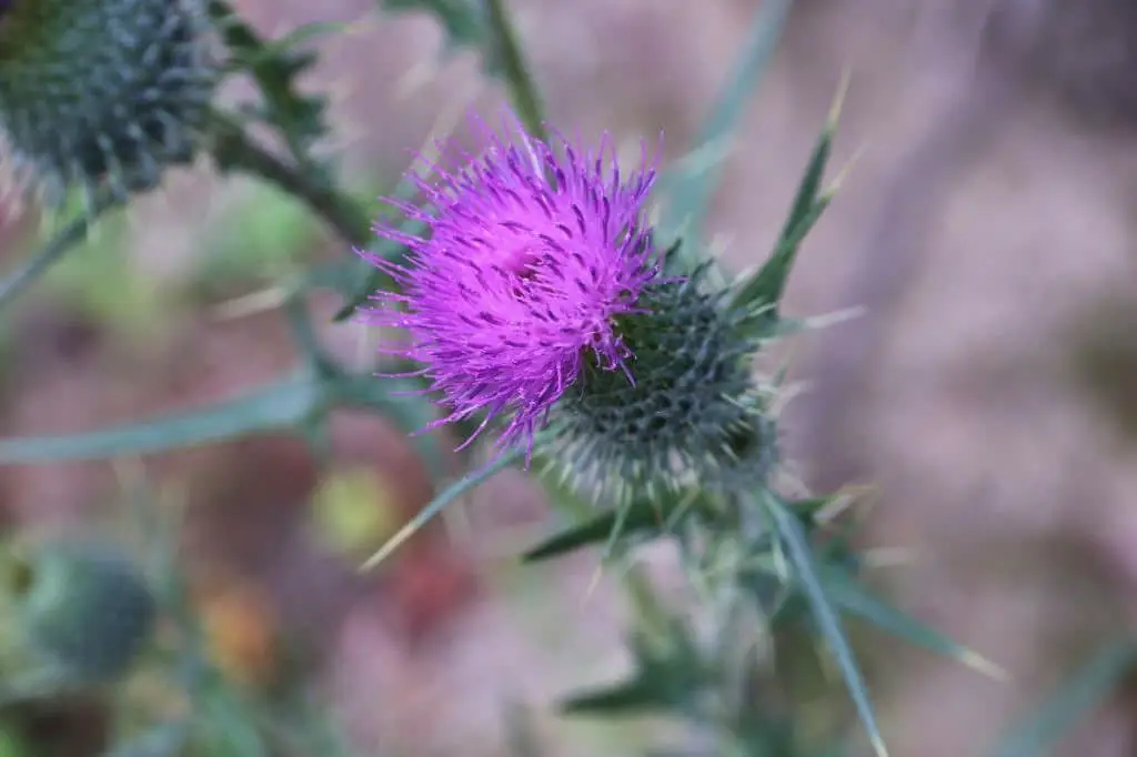 Greater Burdock (Arctium lappa).