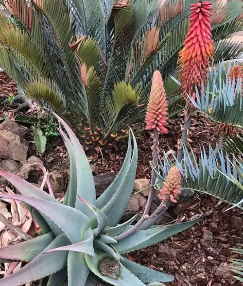 Arabian Aloe (Aloe rubroviolacea)