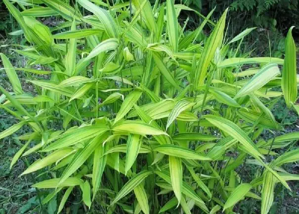 Dwarf Green Stripe Bamboo (Pleioblastus viridistriatus ‘Dwarf Greenstripe’)