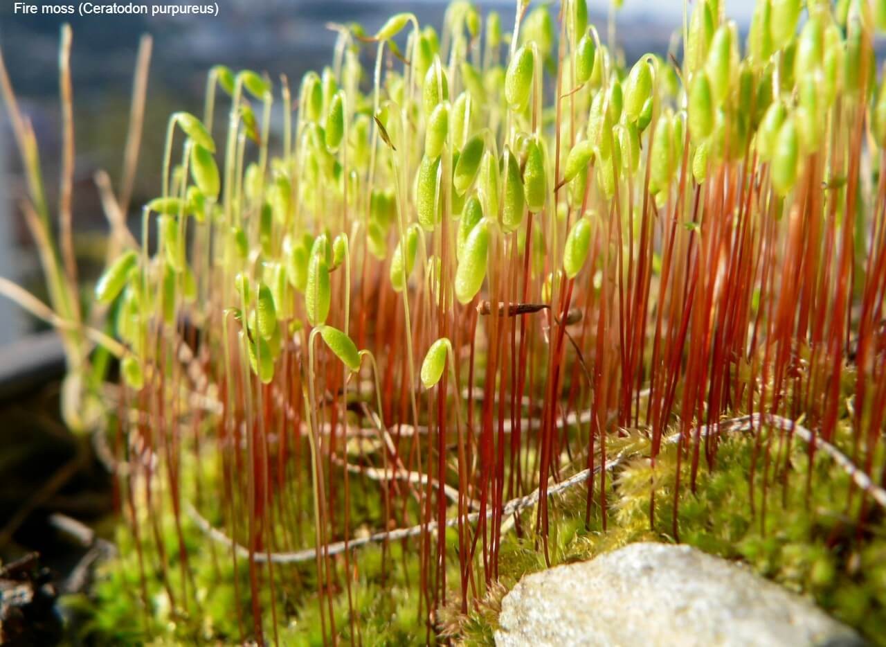 Fire moss (Ceratodon purpureus)