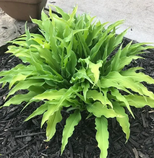 Curly fries hosta