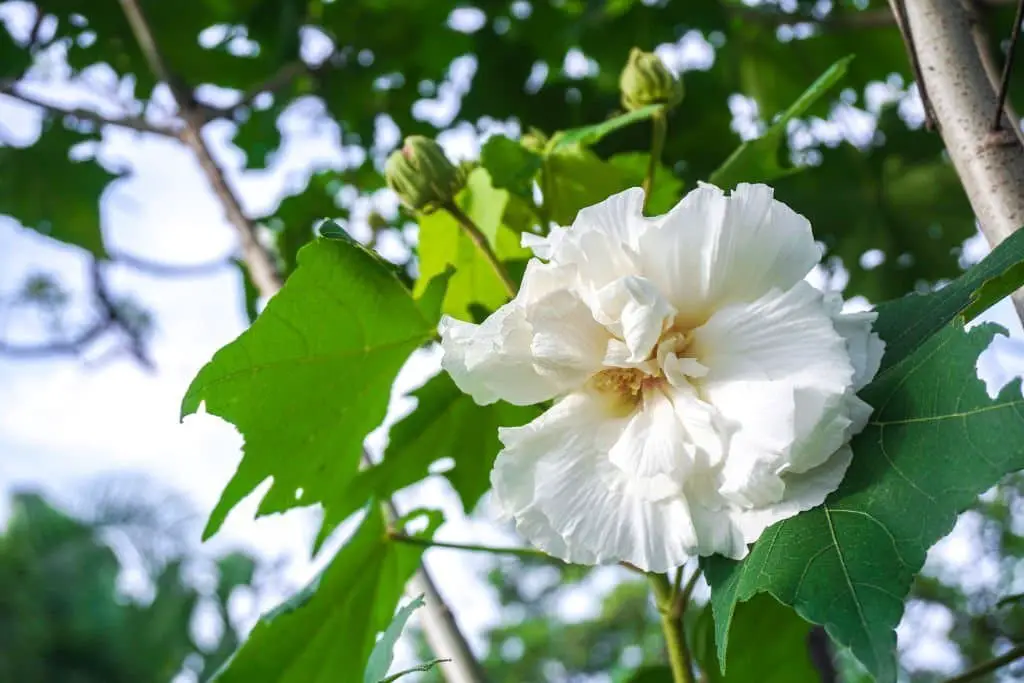 Hibiscus mutabilis (Confederate rose)