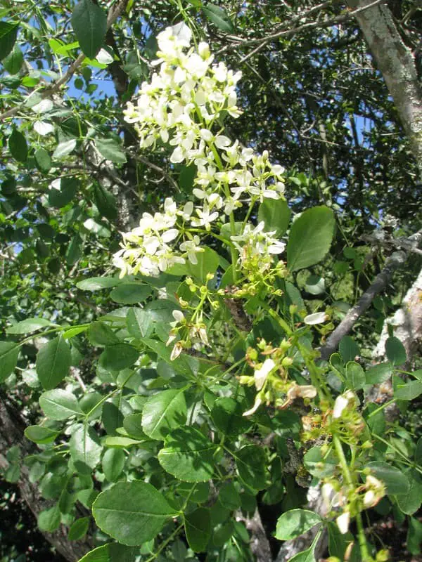 California Ash (Fraxinus dipetala).