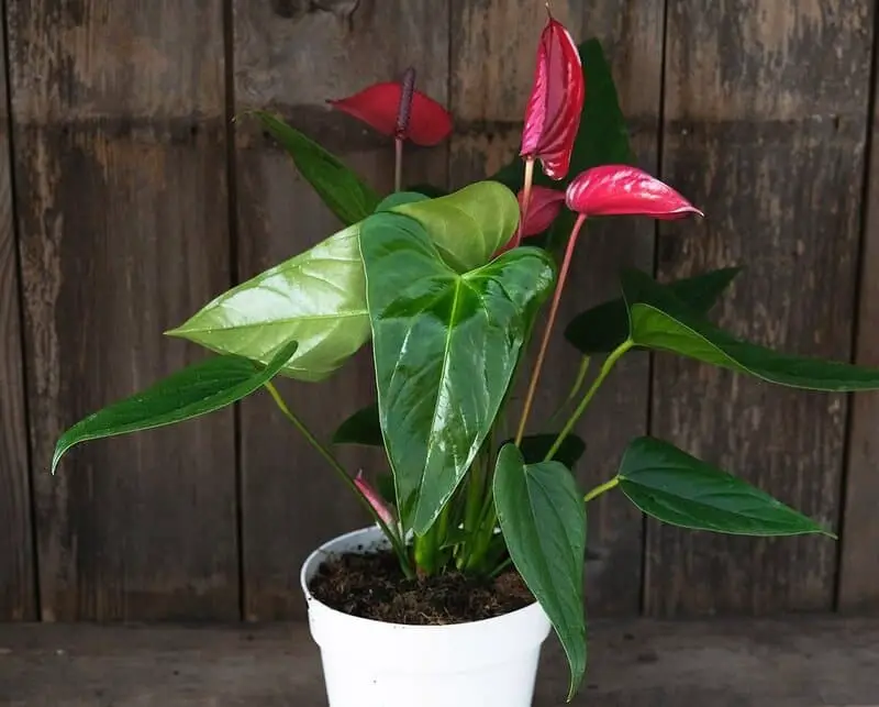 Anthurium Amnicola (Tulip Anthuriums)