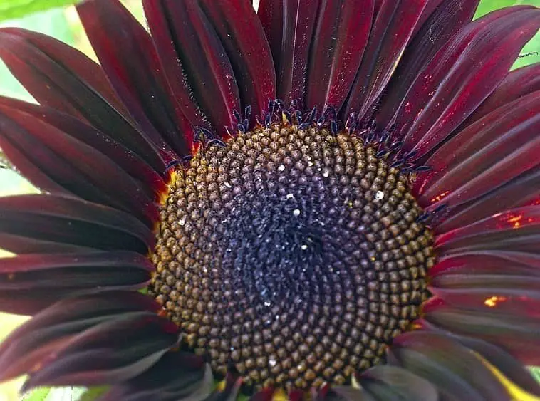 Chianti sunflower