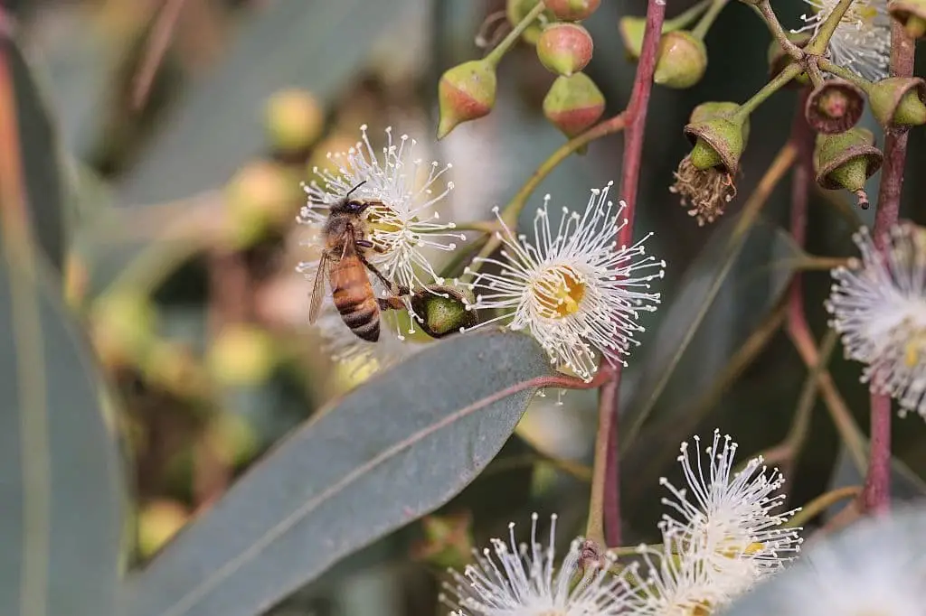 Eucalyptus