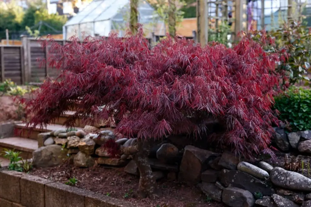 Laceleaf Japanese Maple (Acer palmatum ‘Garnet’)