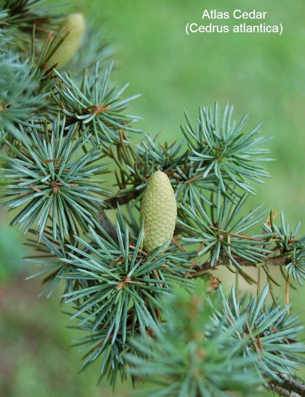 Atlas Cedar (Cedrus atlantica)