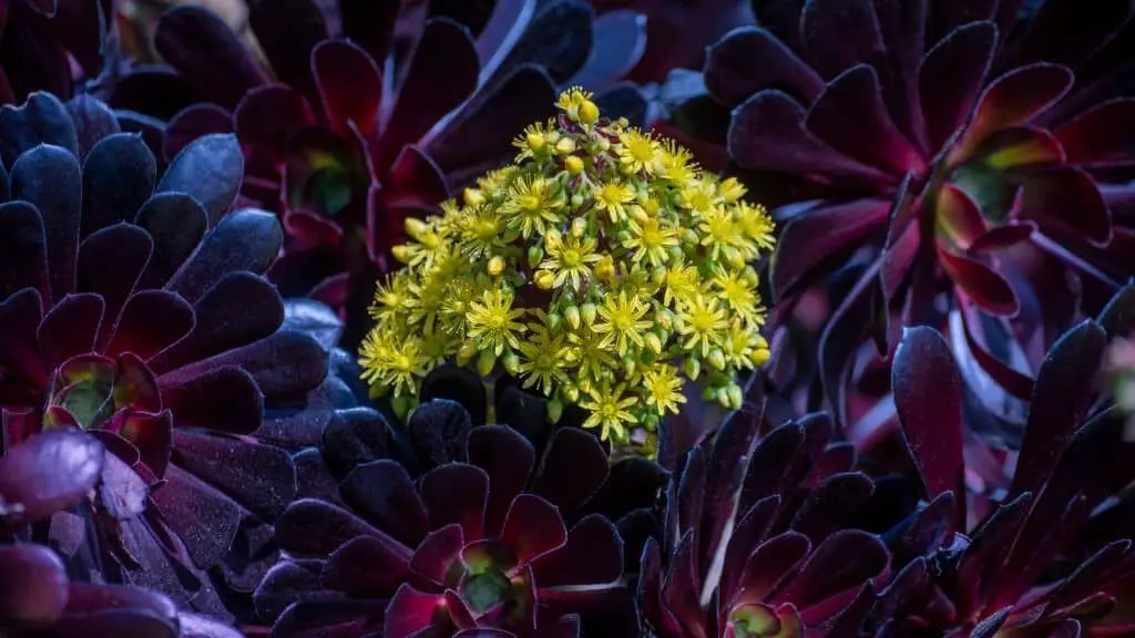 ‘Zwartkop’ Succulent.