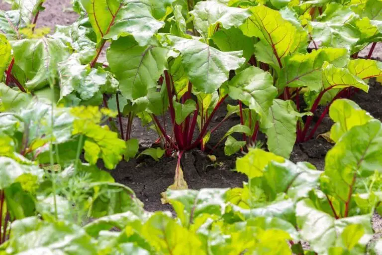 15 Plants That Look Like Rhubarb: A Guide To Identifying Garden Gems