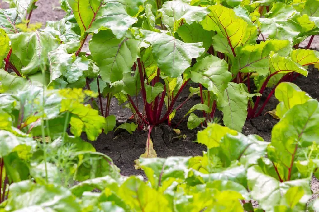 Beetroot (Beta vulgaris).