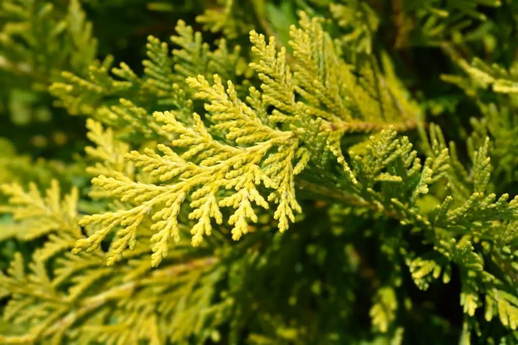 Lawson’s Cypress (Chamaecyparis lawsoniana).