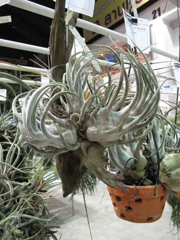 Tillandsia Seleriana