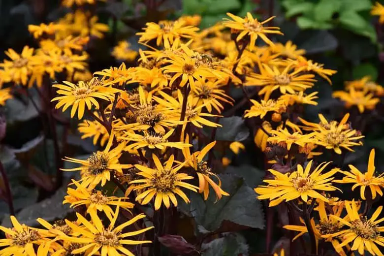 Ligularia ‘Britt Marie Crawford’ (Leopard Plant).