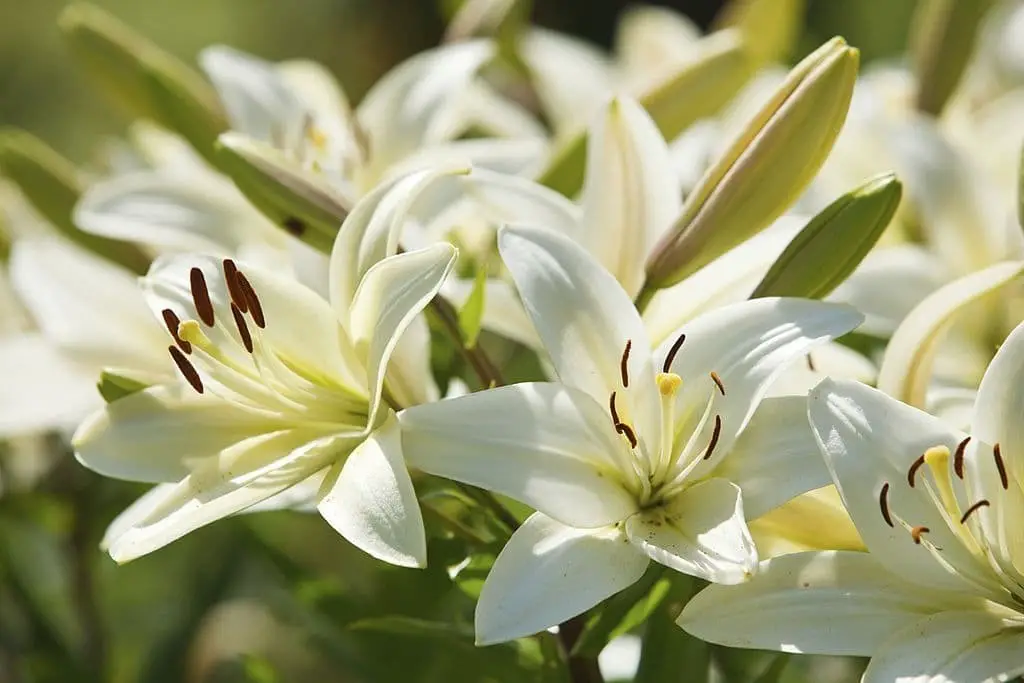 Lilies