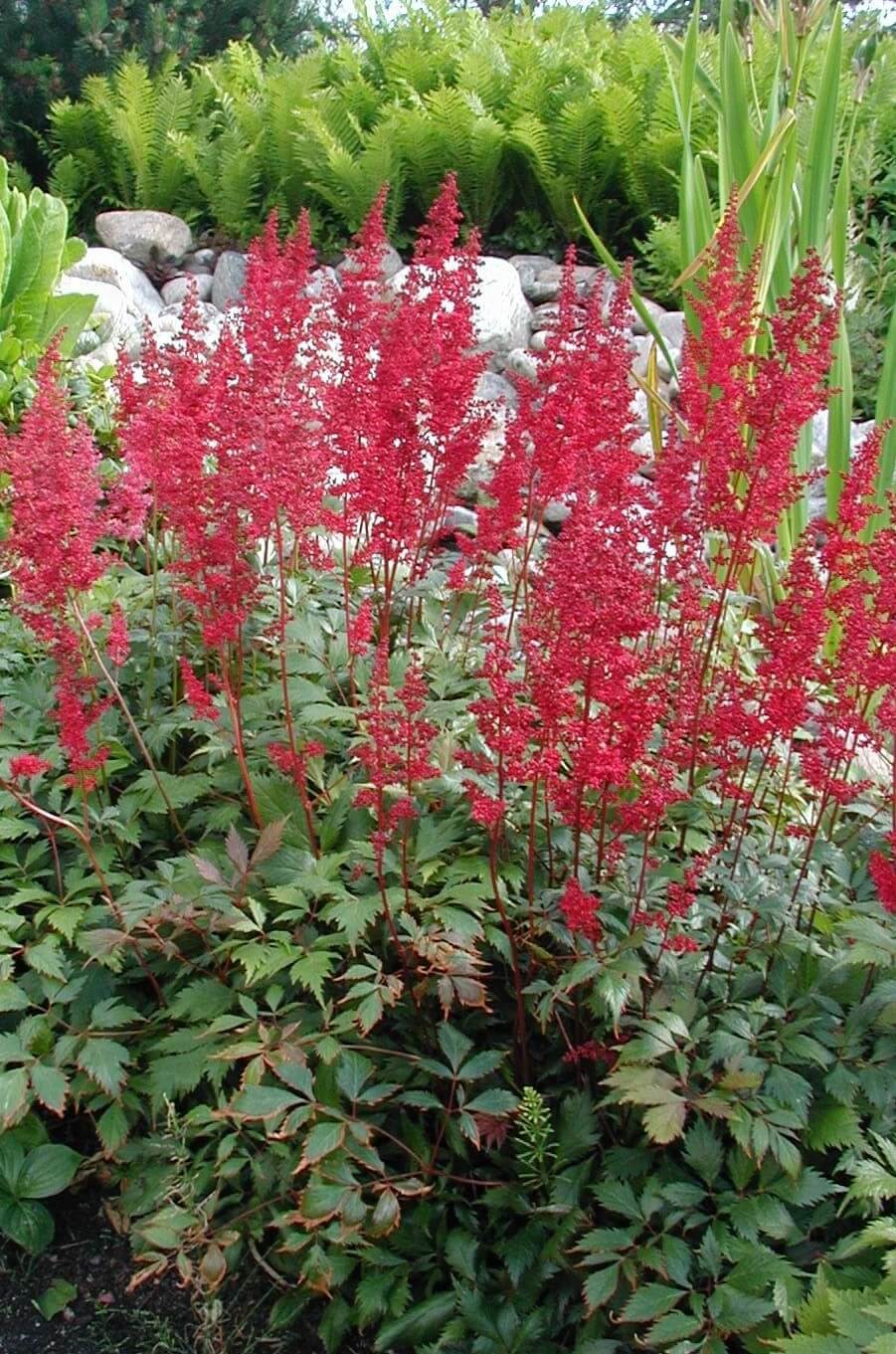 Pictures of Astilbe Plants