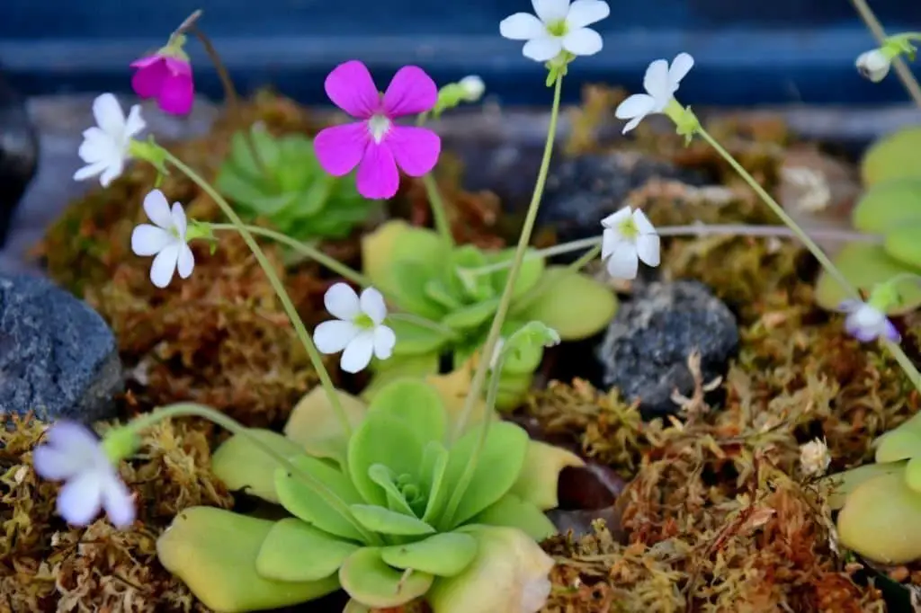 Butterwort (Pinguicula).