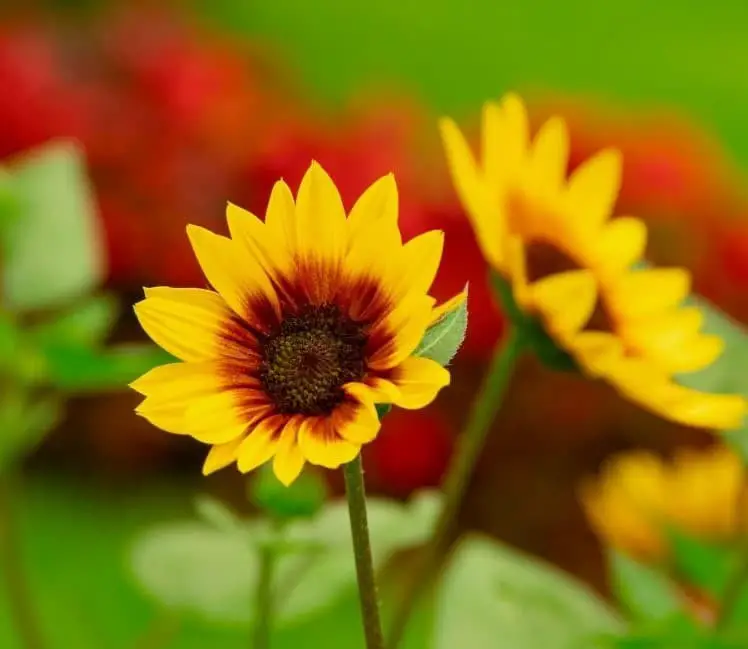 Firecracker sunflower (Helianthus annuus ‘Firecracker’)