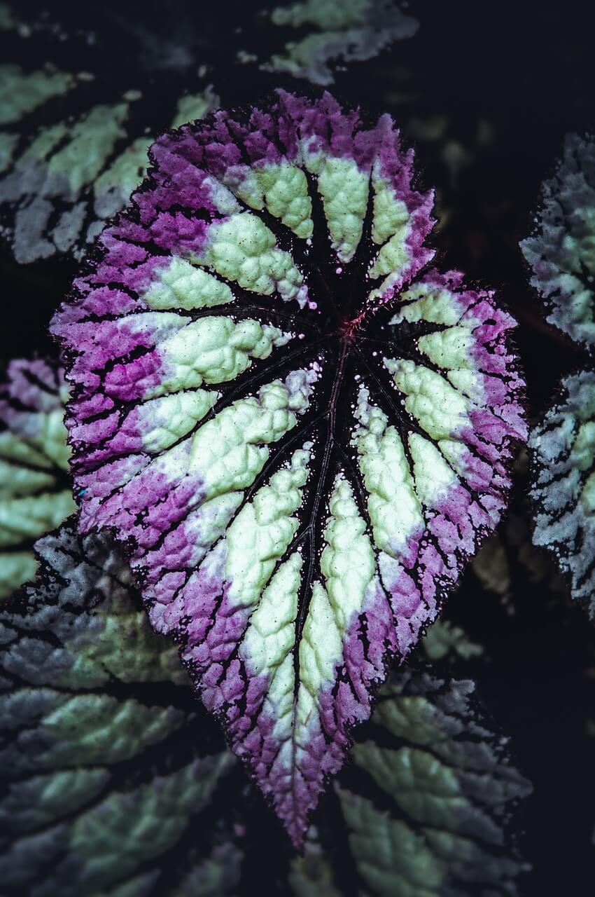 Begonia