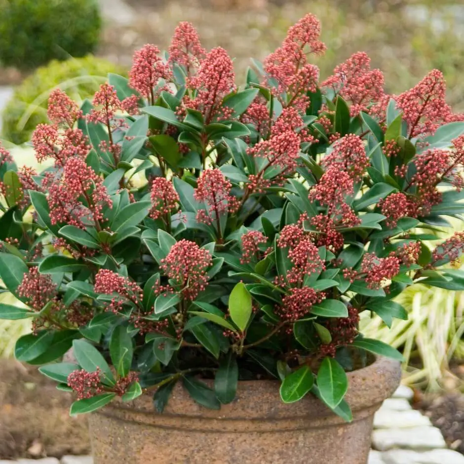 Skimmia japonica – Japanese Skimmia