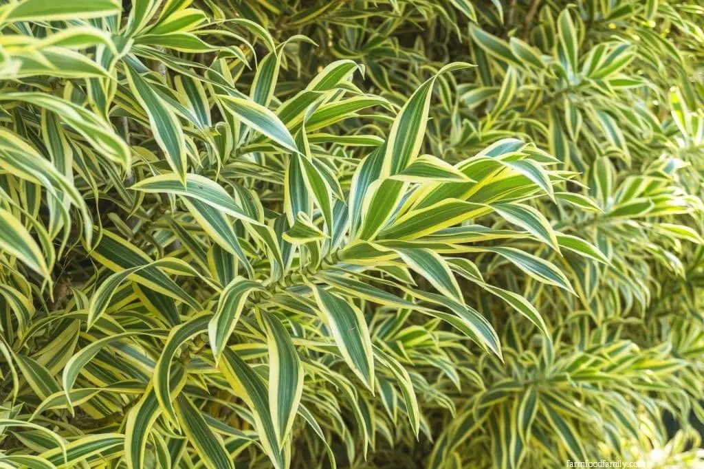 Dracaena Reflexa