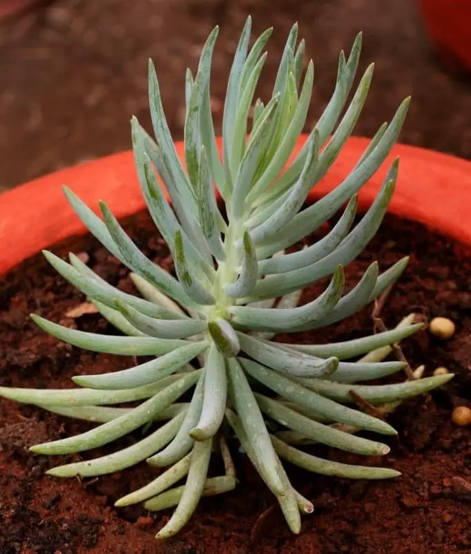 Sinocrassula yunnanensis (Chinese Jade)