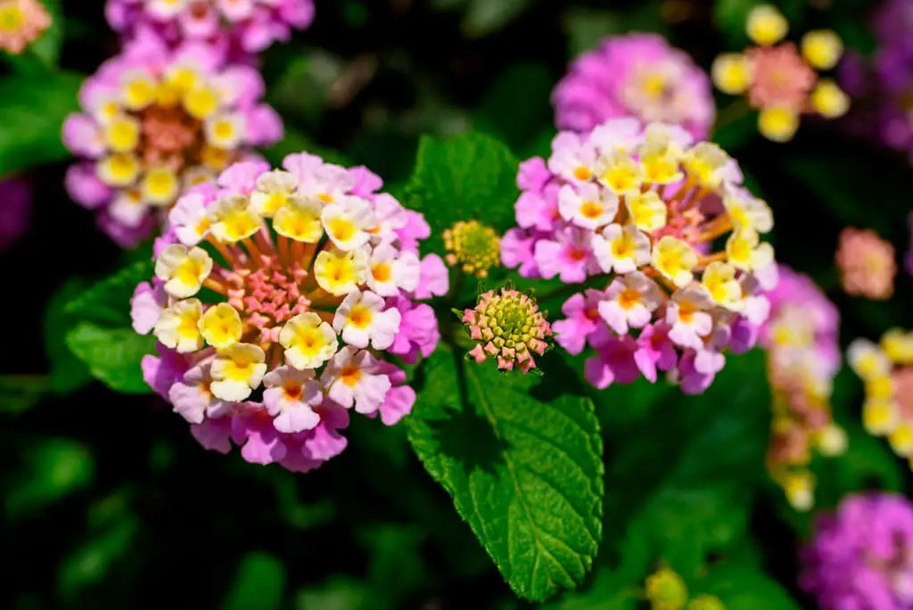 Lantana