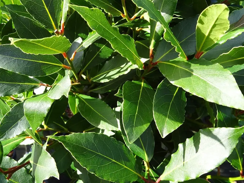 Bay leaves