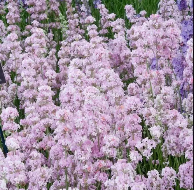 Rosea (Lavandula angustifolia ‘Rosea‘)