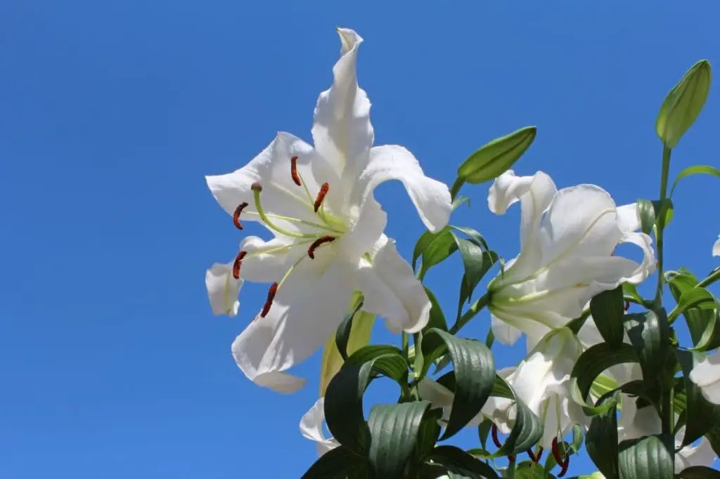 Casablanca lily