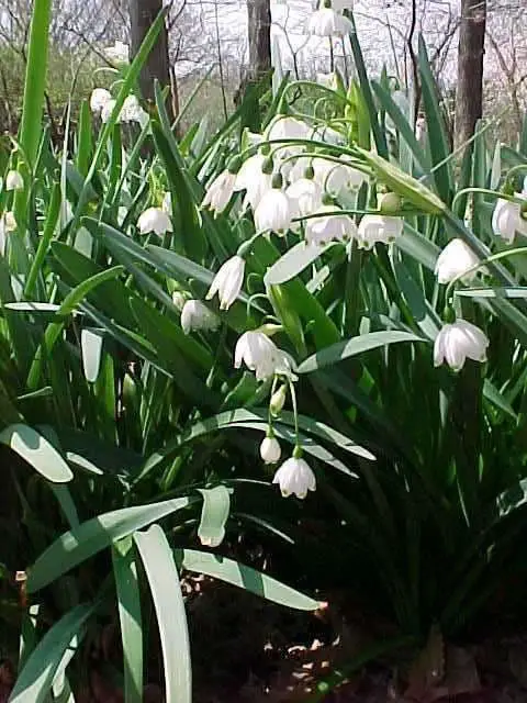 Plant bulbs in the early spring.