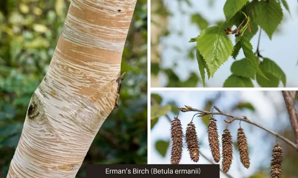 Erman’s Birch (Betula ermanii)