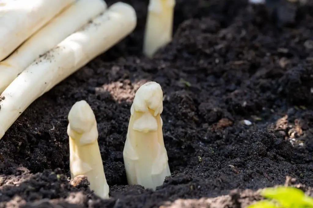 White asparagus