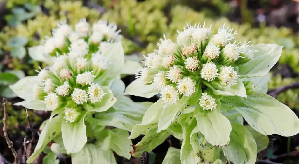 Bog Rhubarb (Petasites japonicus).