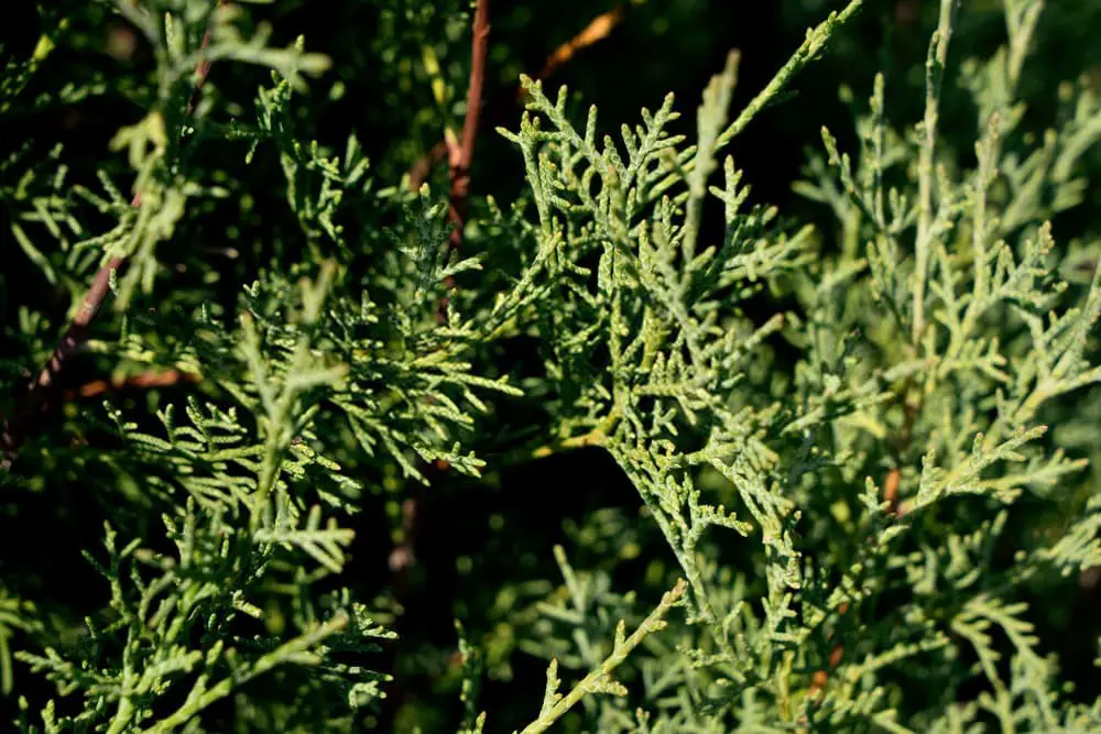 Tibetan cypress (Cupressus gigantea)