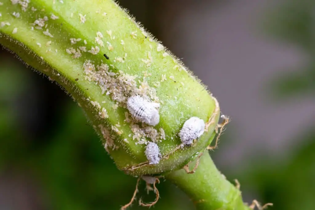 Mealybugs.